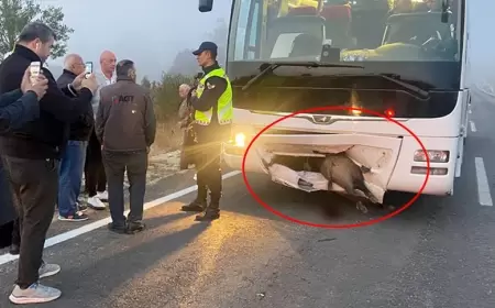 KARABÜK’TE SEYİR HALİNDEKİ OTOBÜSÜN TAMPONUNA DOMUZ GİRDİ