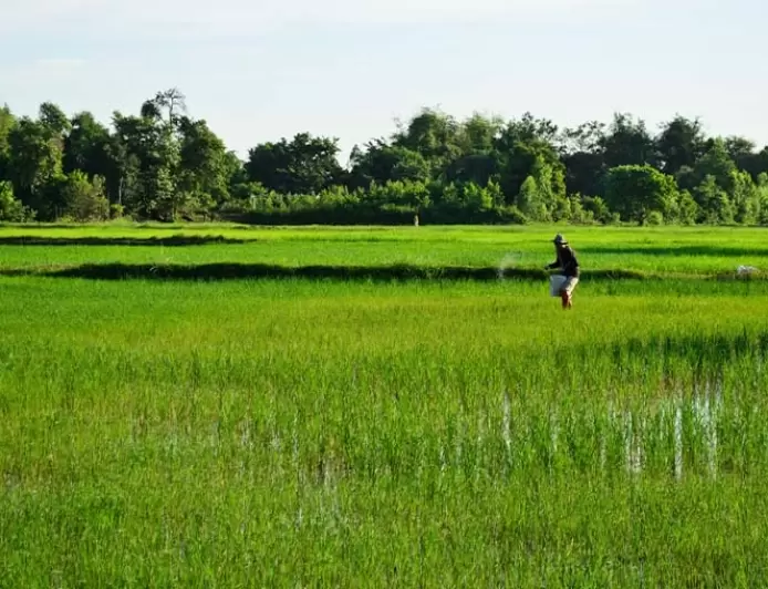 Karabük 'te Çeltik Üreticileri İsyanlarda