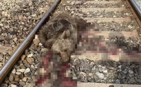 Karabük’te Ayılar Tren Kazalarında Can Veriyor