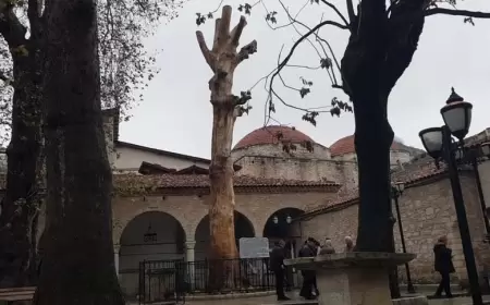 Safranbolu’da 350 Yıllık Ağaç Heykel Oldu