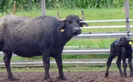 Eflani'de Manda Projesi Başlıyor: Son Başvuru Bugün