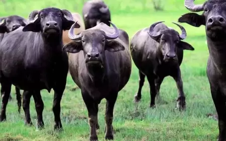 Eflani'de Manda Yetiştiriciliği: Ekonomik ve Sosyal Faydalar