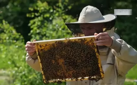 Eflani’de Arıcılık Eğitimi Alanlara Arılı Kovan Hibe Edilecek
