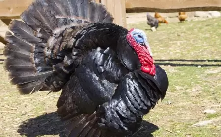 Yılbaşı Hindileri Eflani’de Pazarda