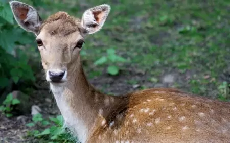 Yenice'de Bitkin Halde Bulunan Karaca, Doğaya Salındı!
