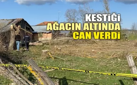 EFLANİ'DE TRAJİK KAZA: AĞAÇ KESİMİ SIRASINDA BİR KİŞİ YAŞAMINI YİTİRDİ