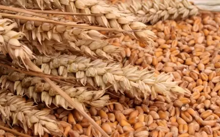 KARABÜK'TE 195 BİN DEKAR ALANDA HUBUBAT VE SEBZE EKİMİ YAPILIYOR