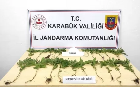 ORMANDA KENEVİR YETİŞTİRİRKEN SUÇÜSTÜ YAKALANDILAR