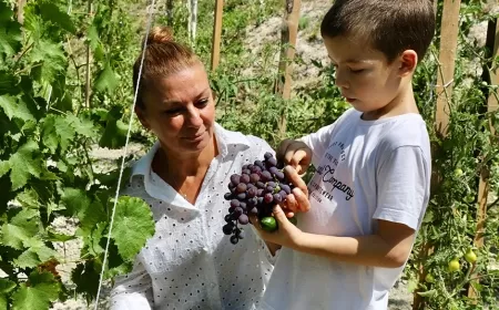 SAFRANBOLU'NUN GİZEMLİ ÜZÜMÜ HASAT EDİLDİ