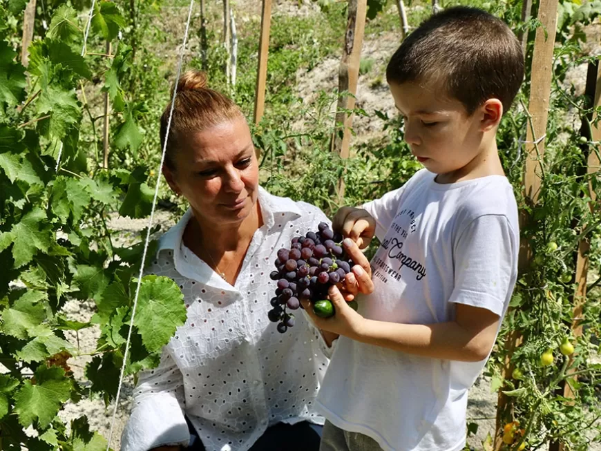 SAFRANBOLU'NUN GİZEMLİ ÜZÜMÜ HASAT EDİLDİ