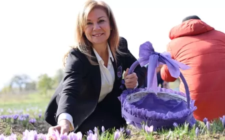 SAFRAN HASADI İÇİN SAFRANBOLU BELEDİYESİ'NDEN ÜCRETSİZ SERVİS