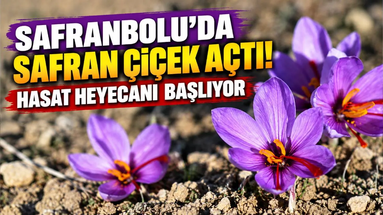 SAFRANBOLU’DA SAFRAN ÇİÇEK AÇTI! HASAT HEYECANI BAŞLIYOR