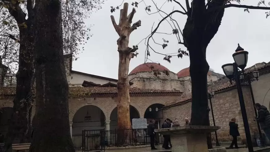 Safranbolu’da 350 Yıllık Ağaç Heykel Oldu