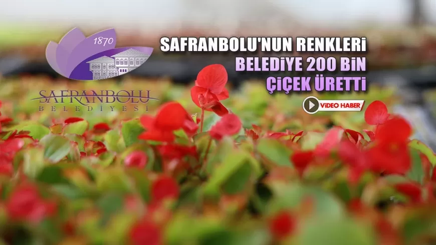 SAFRANBOLU'NUN RENKLERİ: BELEDİYE 200 BİN ÇİÇEK ÜRETTİ