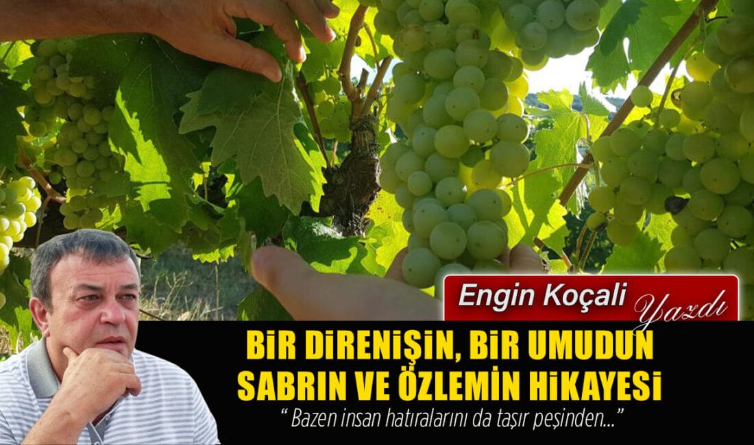 İklim Farklı, Toprak Farklı: Peki Ya Çavuş Üzümü, Karabük Bölgesinin