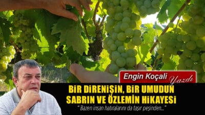 İklim Farklı, Toprak Farklı: Peki Ya Çavuş Üzümü, Karabük Bölgesinin
