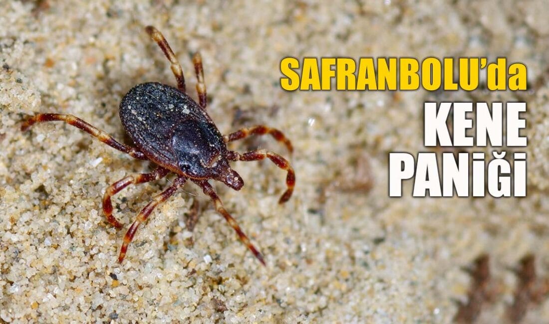 Safranbolu Emek Mahallesi'nde bir apartman dairesinde kene görüldü. Belediye ekipleri