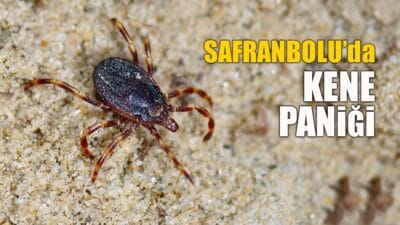 SAFRANBOLU’DA KENE PANİĞİ: APARTMANDA İLAÇLAMA YAPILACAK Safranbolu Emek Mahallesi'nde bir apartman dairesinde kene görüldü. Belediye ekipleri